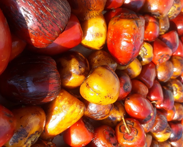 Chuvas fortes devem afetar a produção de óleo de palma na Malásia em dezembro, afirma MPOB