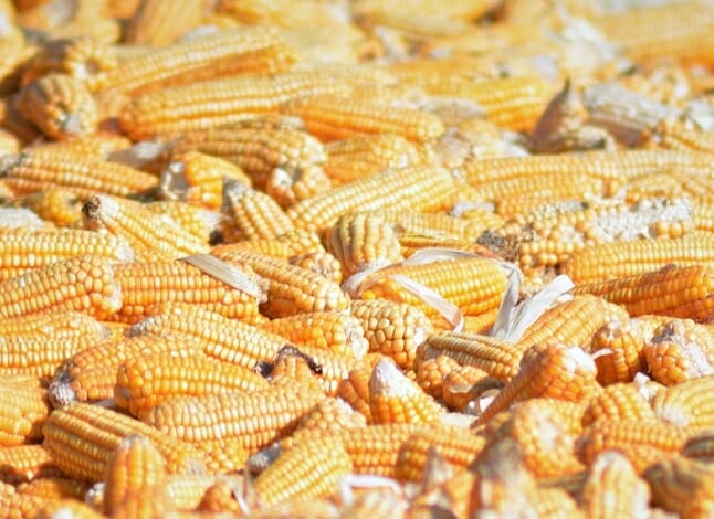 USDA anuncia venda de 135 mil toneladas de milho para a Taiwan