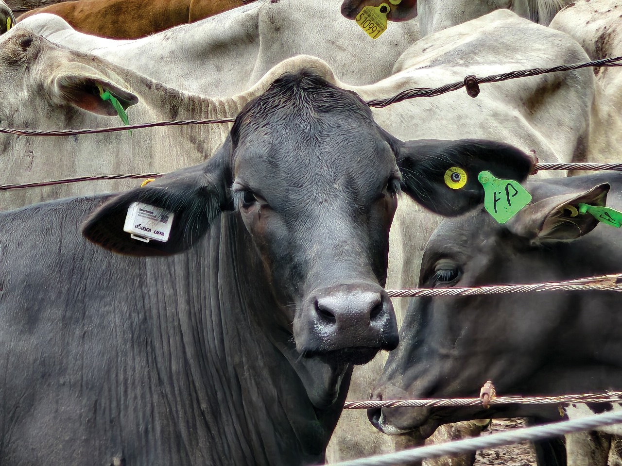 UP2Tech recebe certificação da Anatel para dispositivo de rastreabilidade do gado