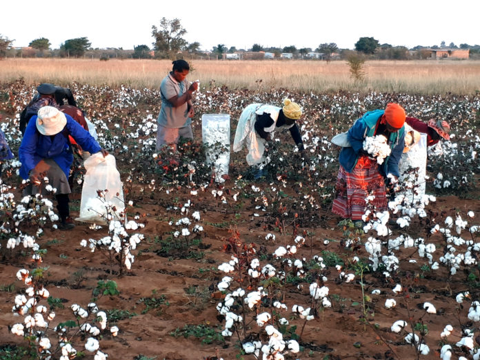 Mali projeta produção 640 mil toneladas de algodão em caroço na temporada 2025/26