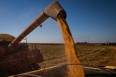 USDA informa venda de 145 mil toneladas de milho para destino desconhecido