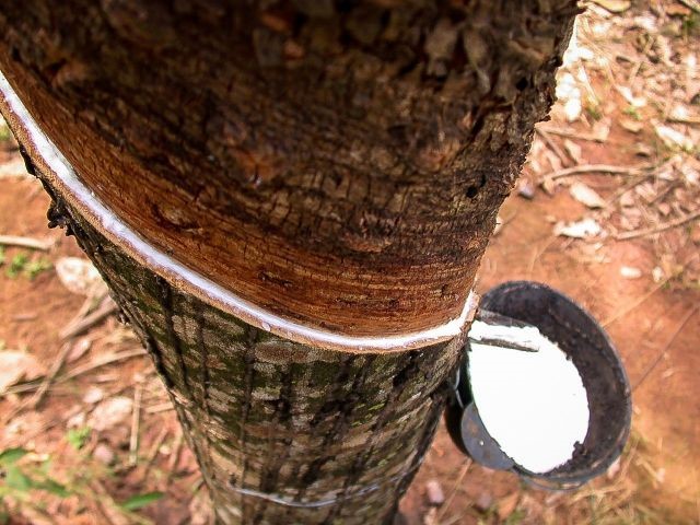Pesquisa confirma eficácia de pesticidas contra doença que afeta seringueiras na Indonésia