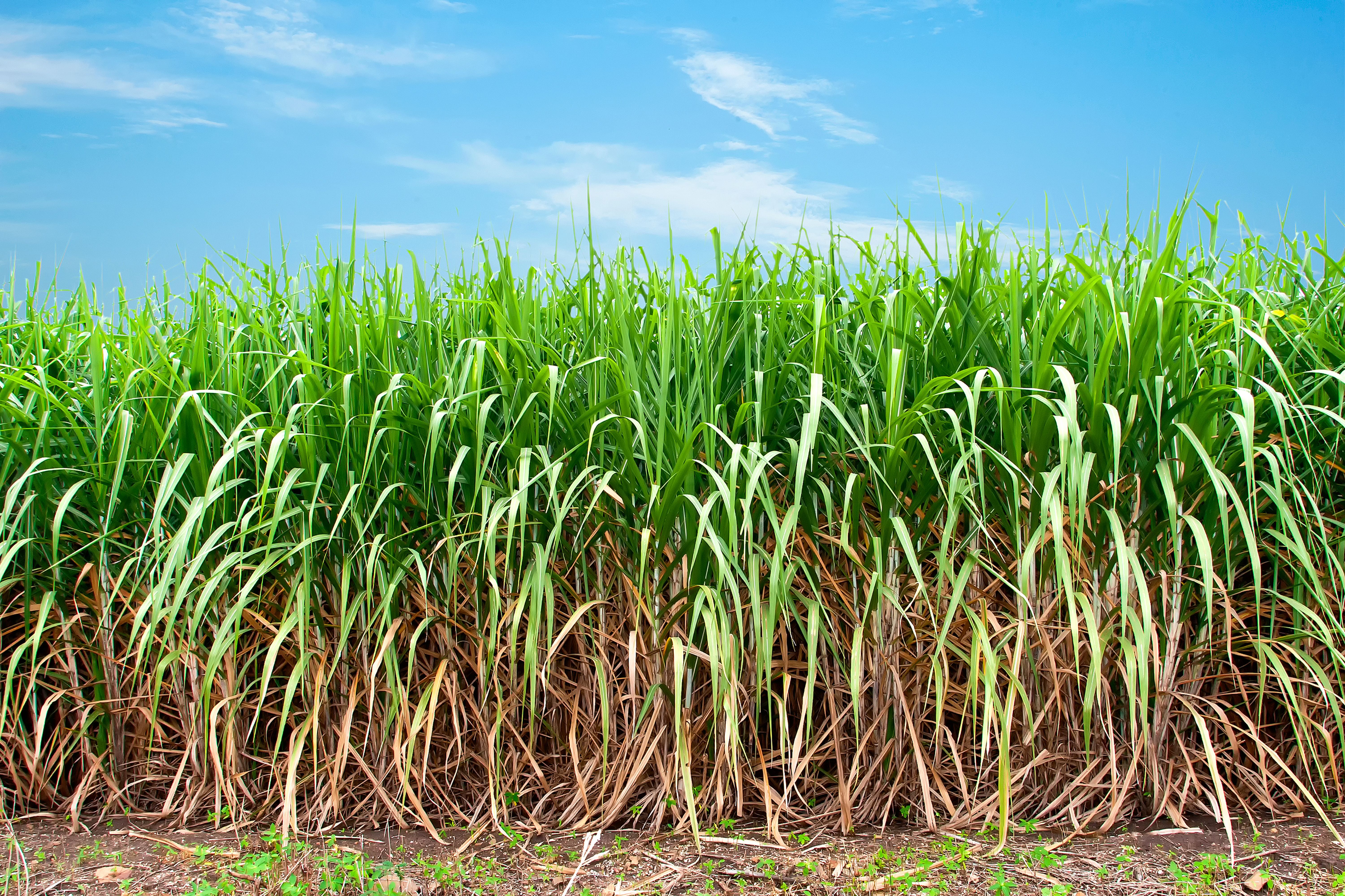 Clima irregular reduz chances de florescimento da cana no Centro-Sul