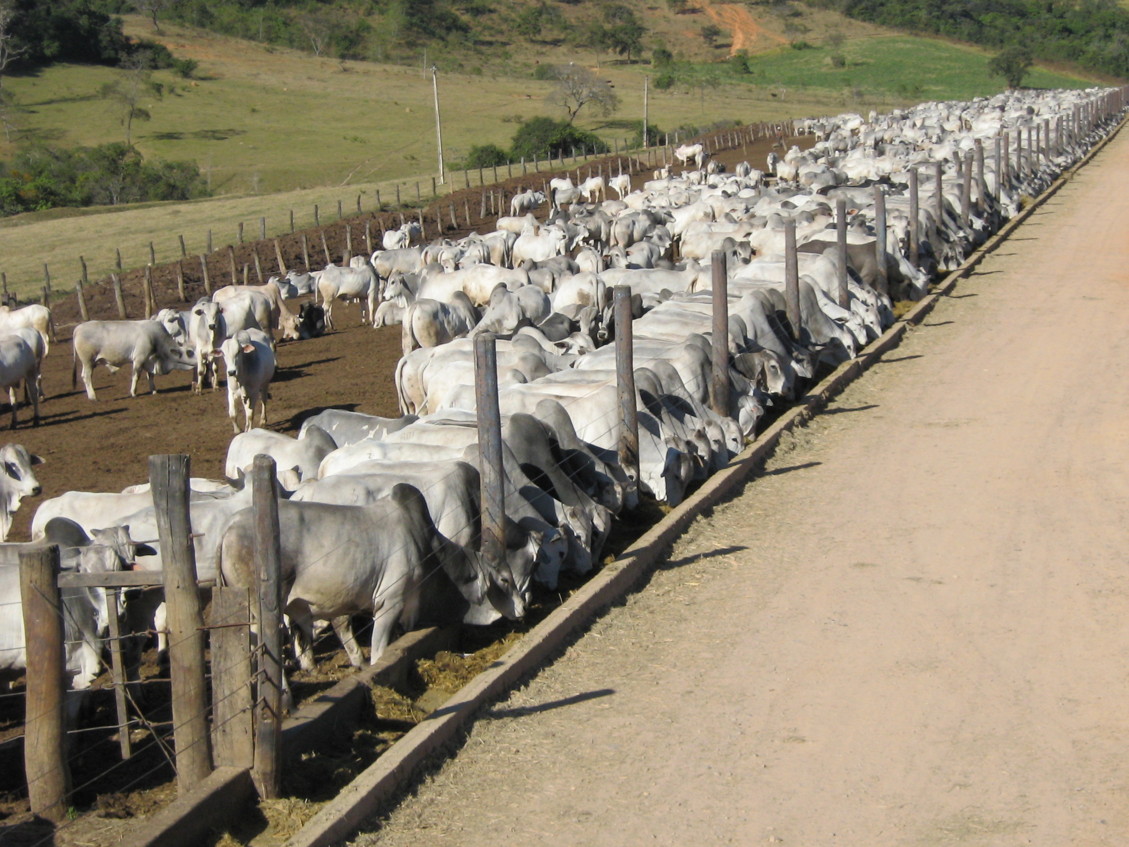 Setor de alimentação animal cresce 5,4% no 1º trimestre