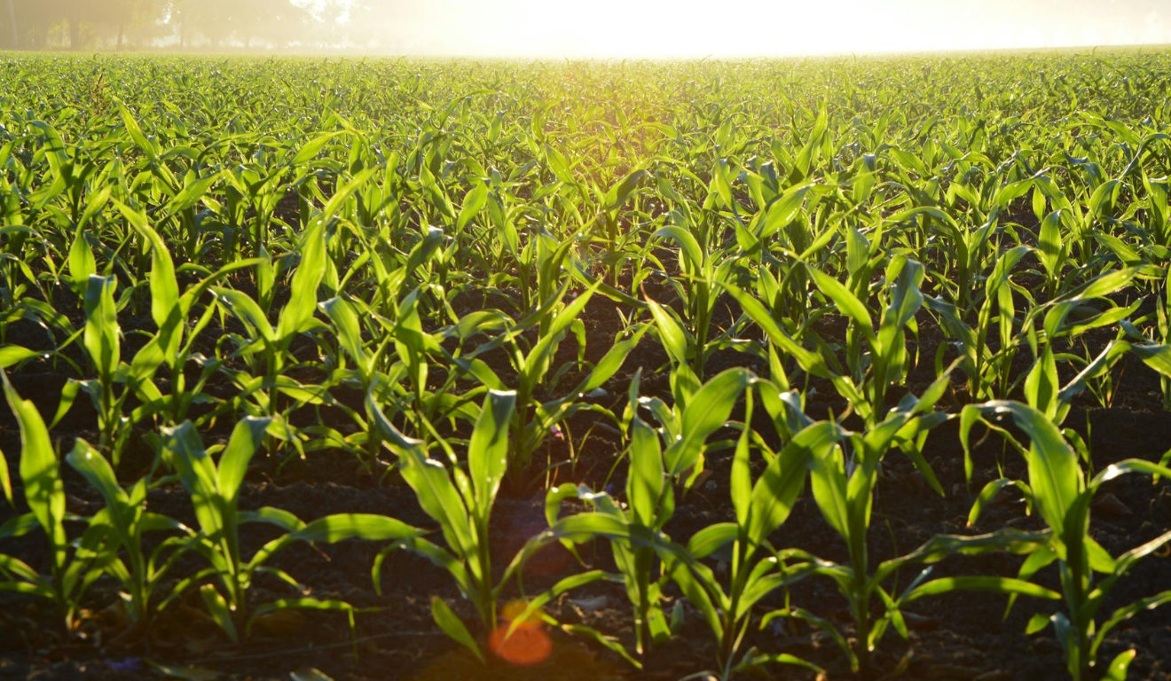 Milho opera em campo positivo na B3 na manhã desta 3ª feira