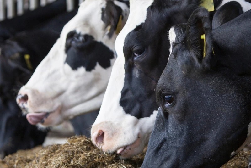 Confinamento de bovinos nos EUA recua em abril