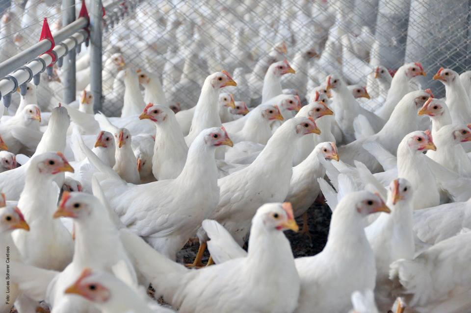 Onda de calor provoca morte de aves e pressiona setor avícola na França