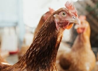 RS registra caso de gripe aviária em aves de subsistência 