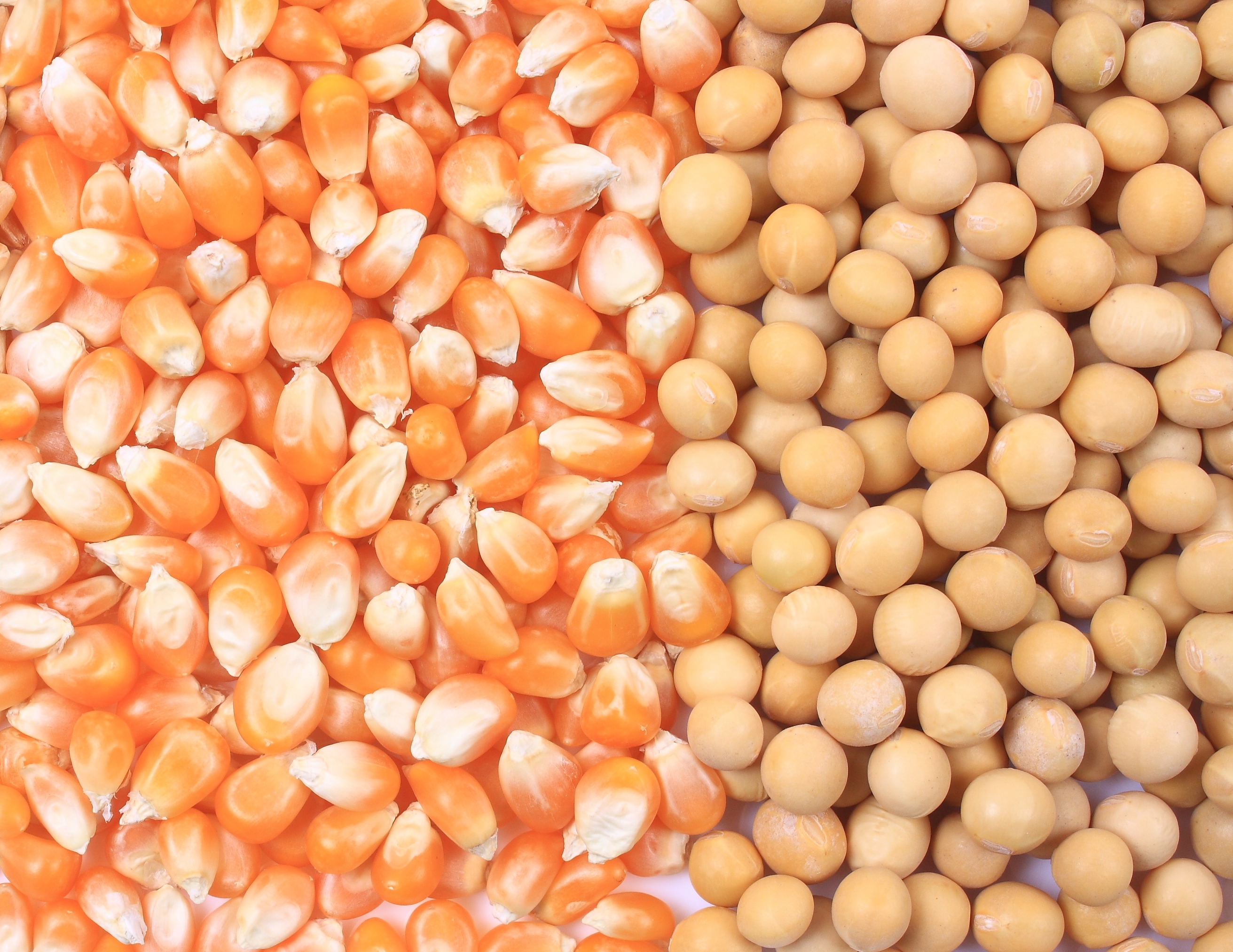 Colheita de soja e milho nos EUA entra na reta final, afirma a Reuters