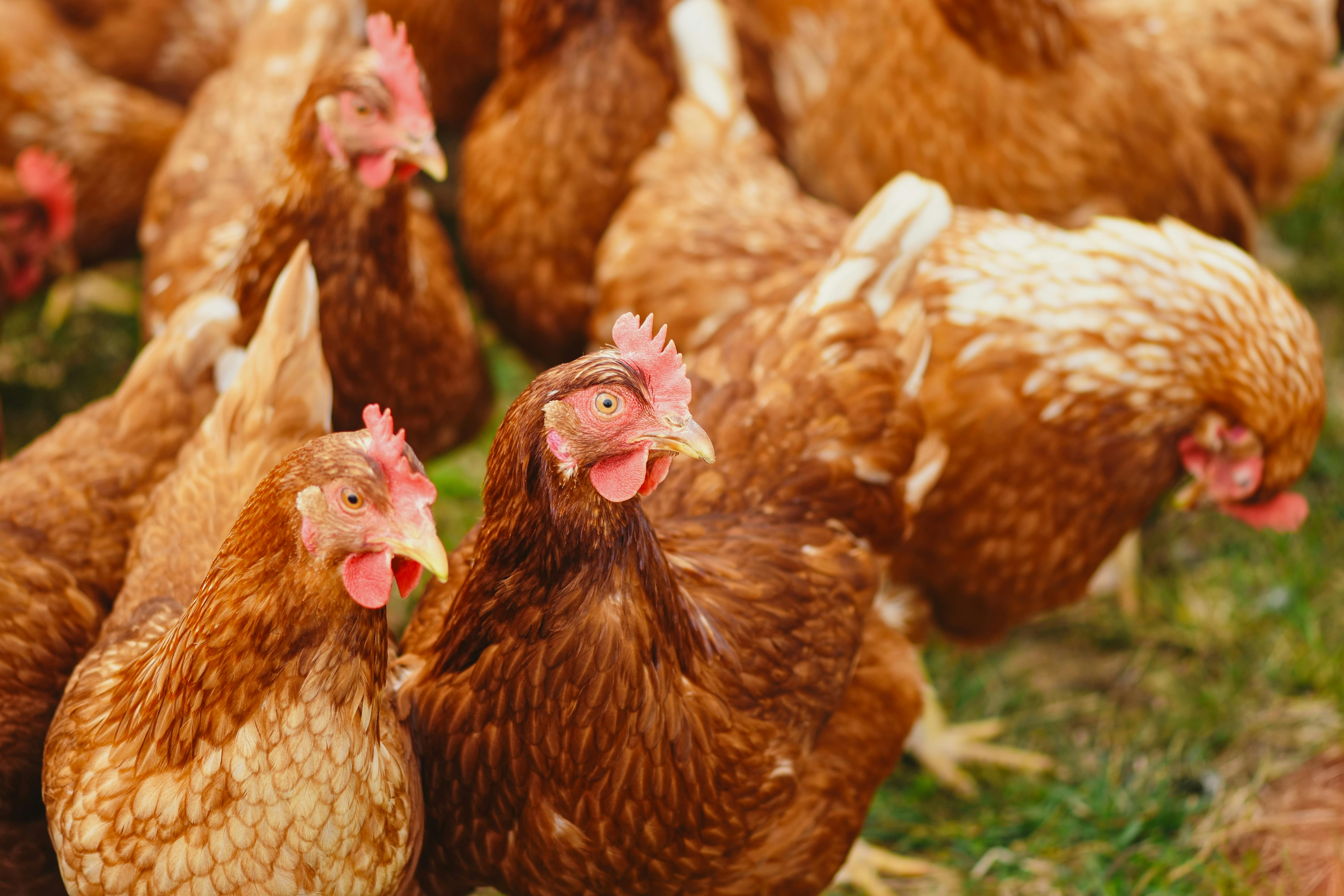 UE adota novamente o pré-listing para as exportações brasileiras de carne de aves