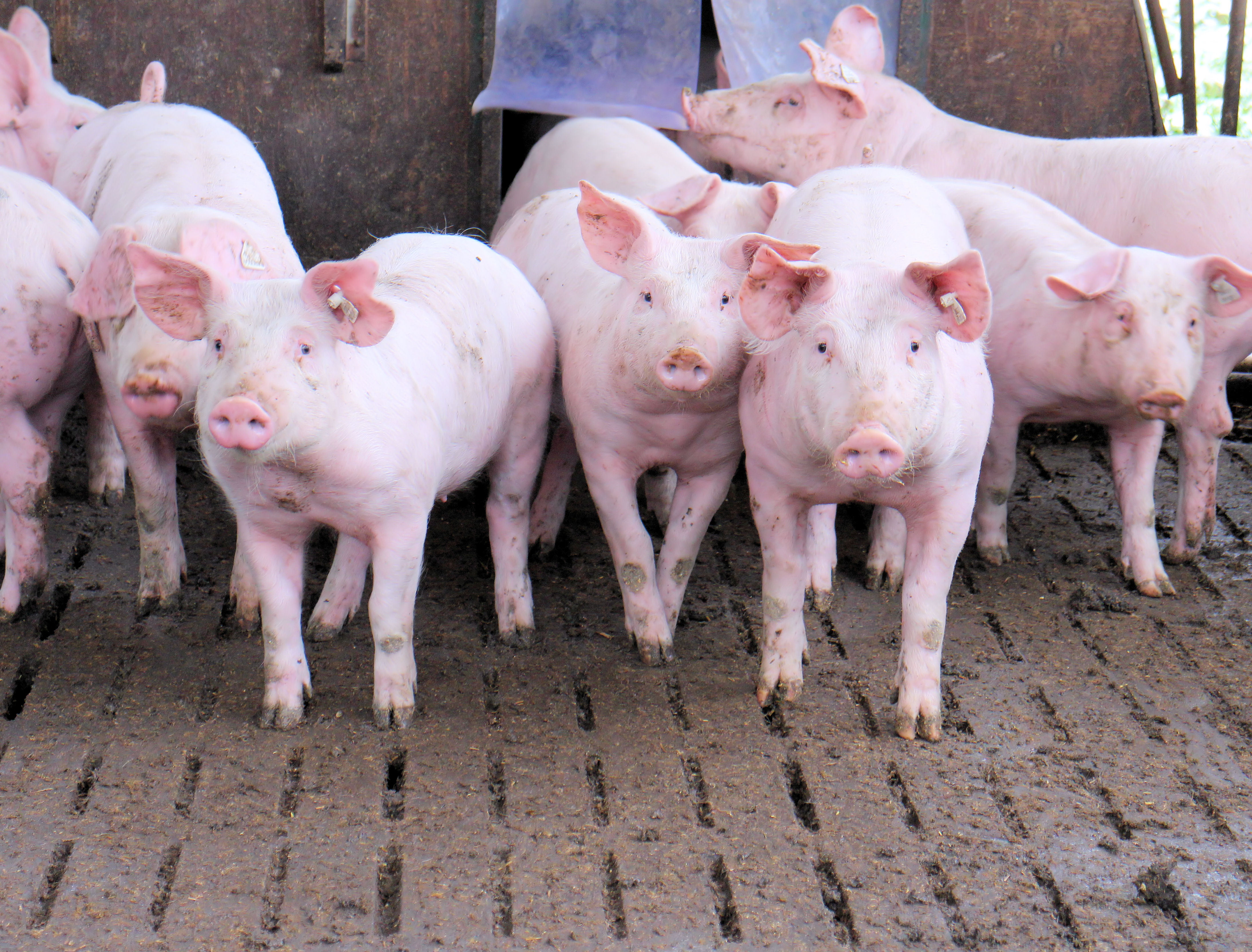 Poder de compra do suinocultor frente aos principais insumos tem melhor resultado em 21 anos