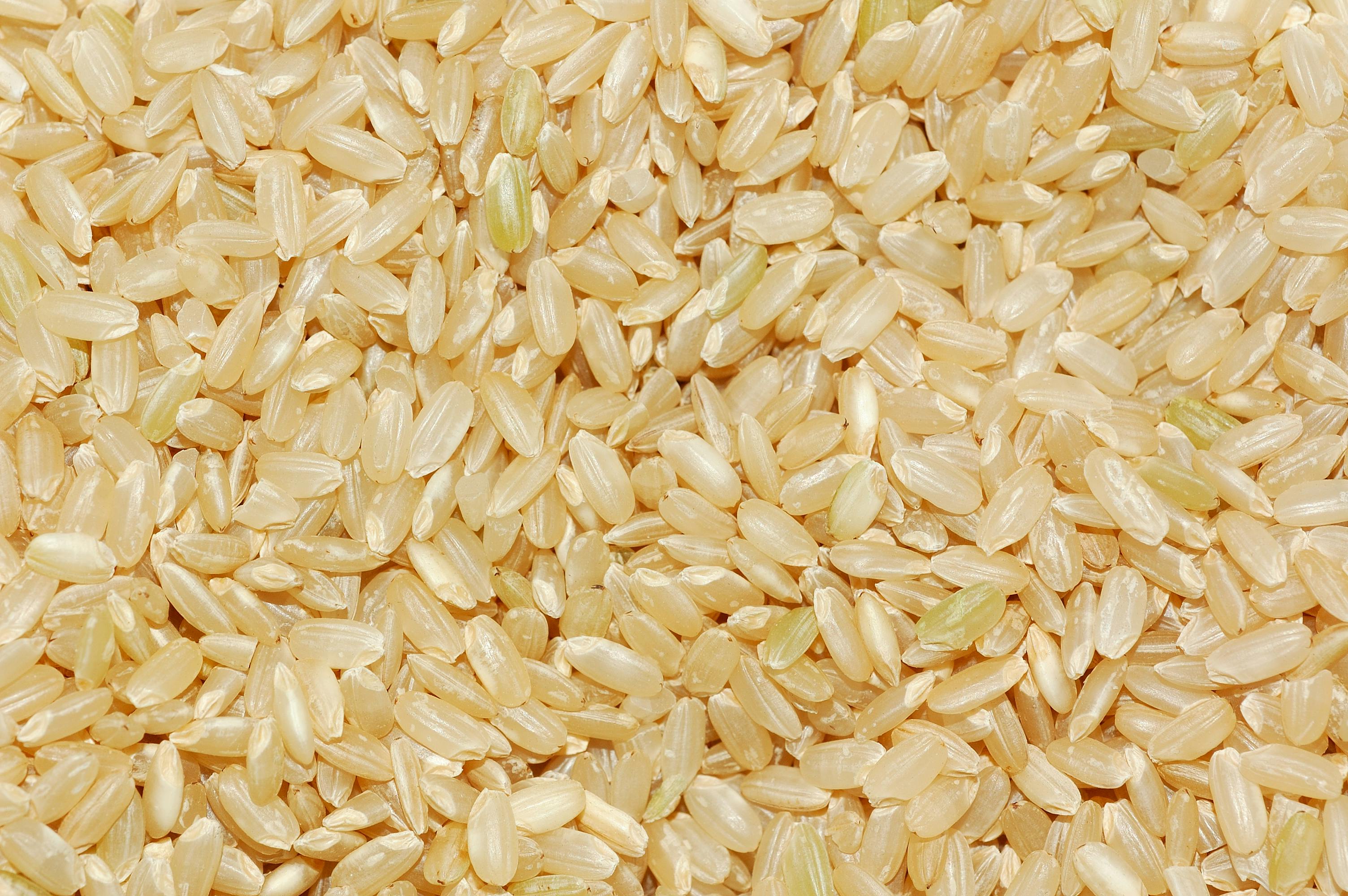 Plantio do arroz no RS avança para 57,44% da área prevista