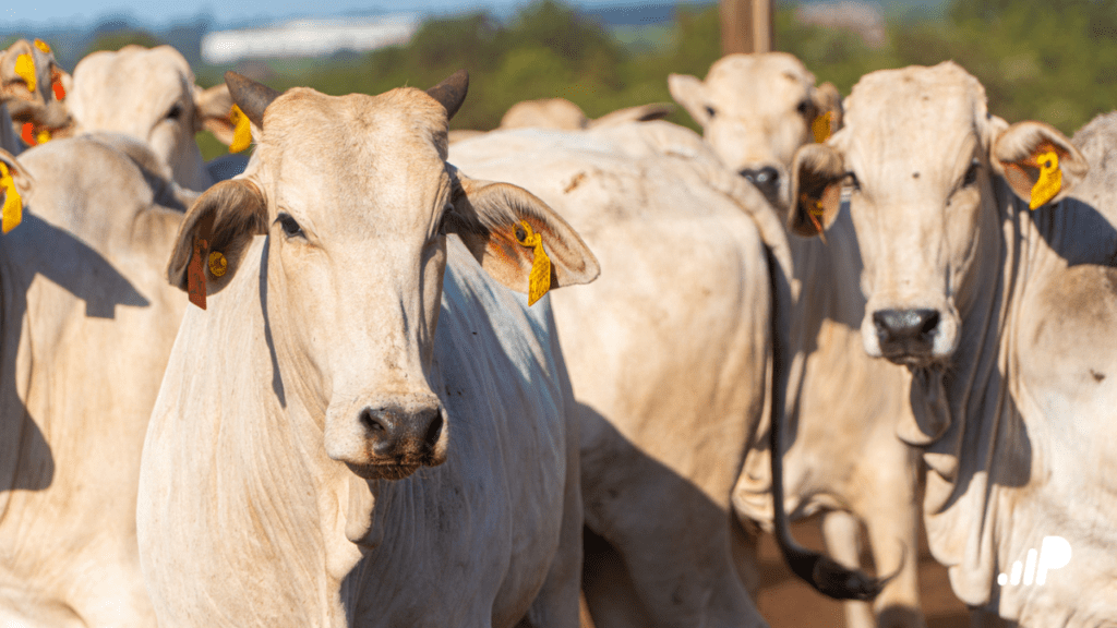 Beef Week 2025: setor pecuário ganha sua primeira semana oficial