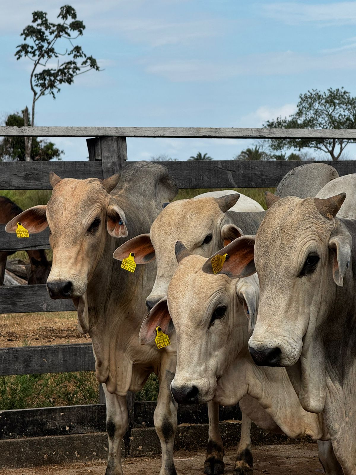 Confinamentos campeões do Indicador do Boi na Estrada integram produção pecuária e agrícola