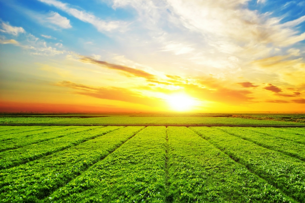 Área de grãos no Brasil deve crescer 2% em 2026 e atingir 84,5 milhões de ha, aponta DATAGRO