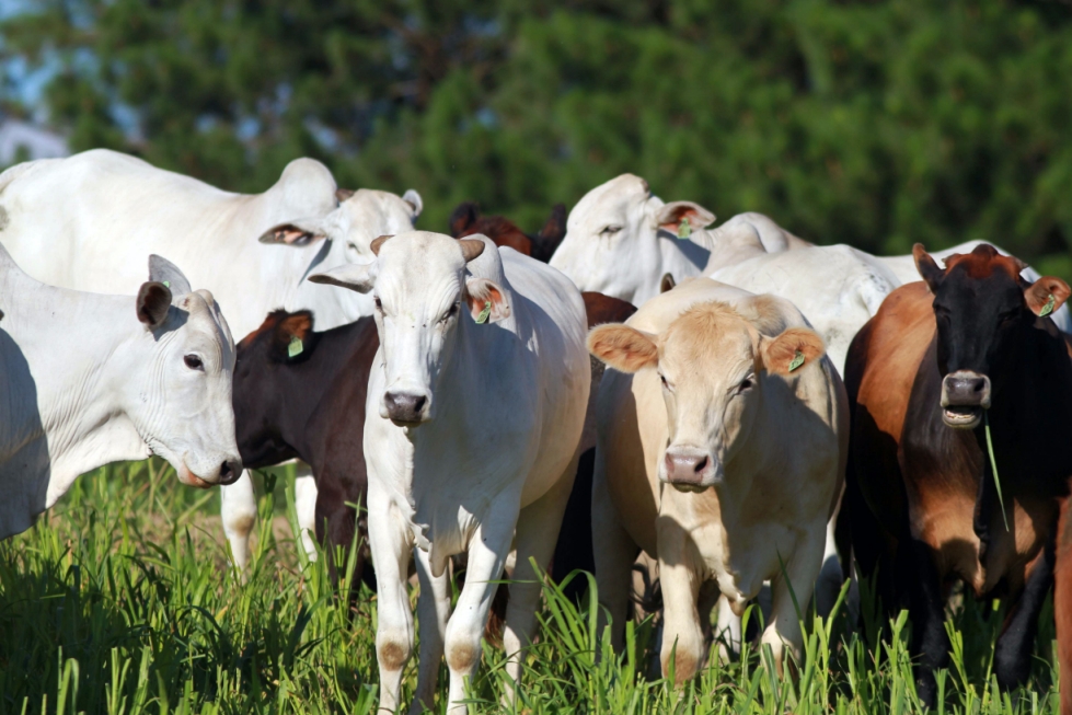 Indicador do Boi DATAGRO: valor médio da arroba do boi gordo fecha a segunda-feira (27) em R$ 314,26