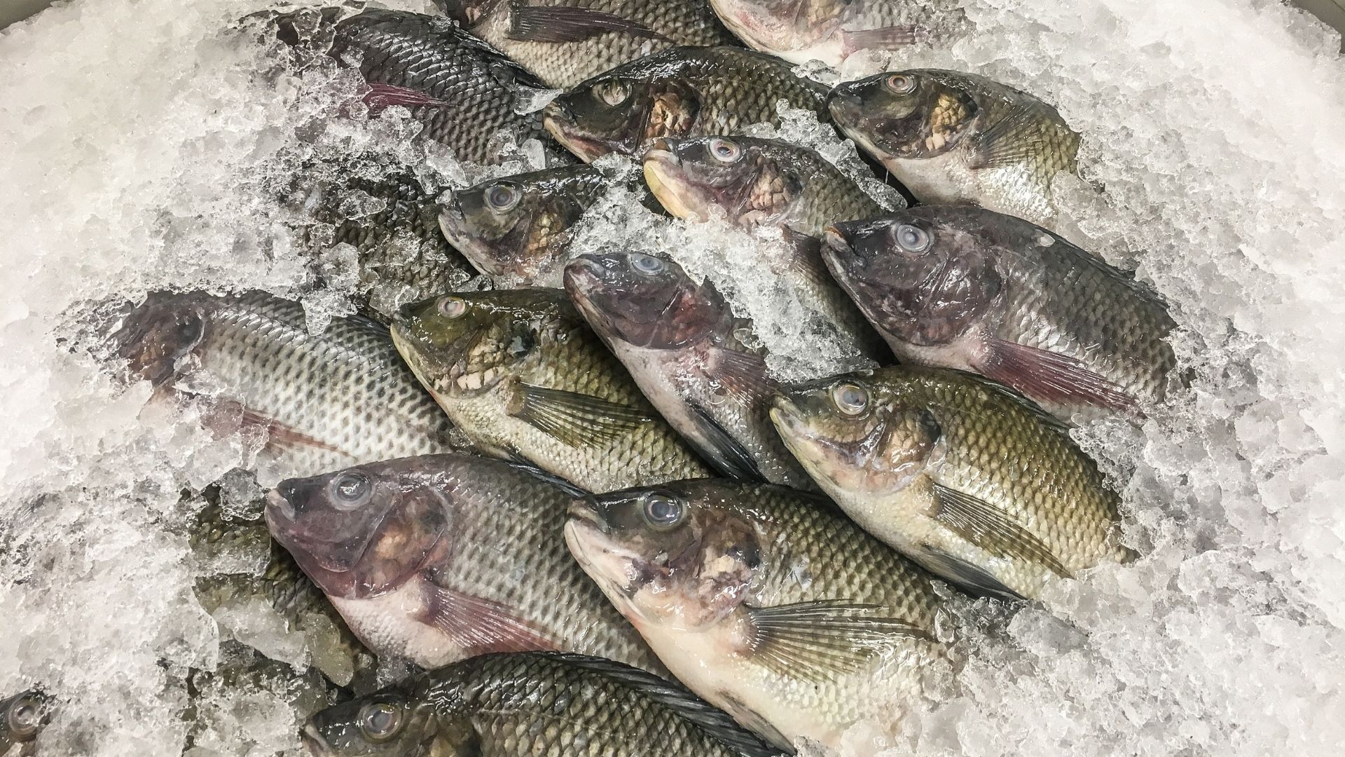 Auditoria da União Europeia sobre pescado brasileiro segue até 18 de junho