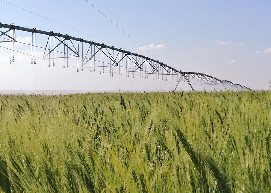 Polos de produção com agricultura irrigada apresentam mais renda, revela estudo da Abimaq e Esalq/USP