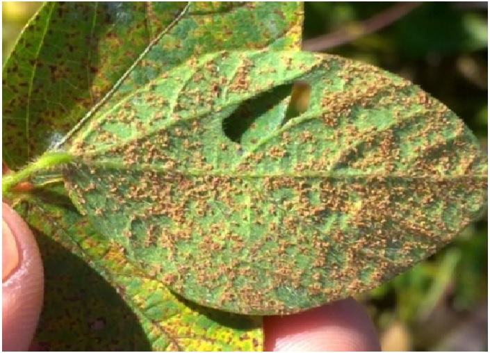 Soja: safra 2025/26 tem mais de 140 registros de ferrugem-asiática