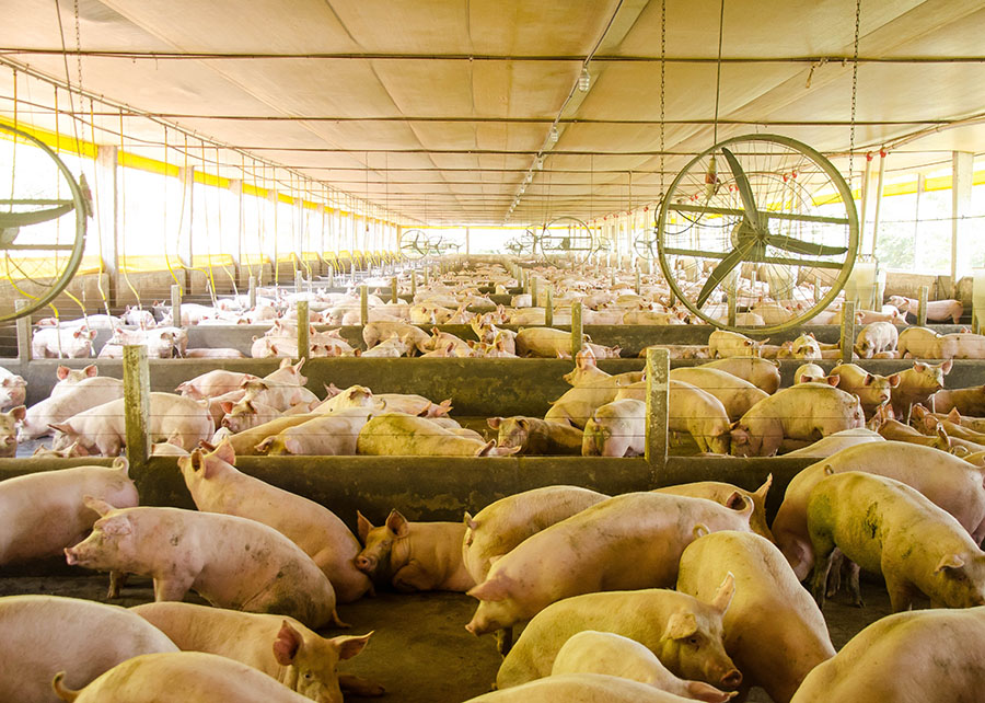 Embarques de carne suína crescem 3,7% em julho no comparativo anual