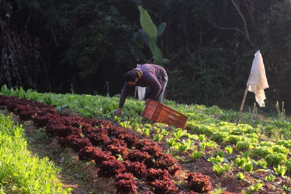 Agricultura familiar ganha apoio do Banco Mundial para clima e geração de empregos