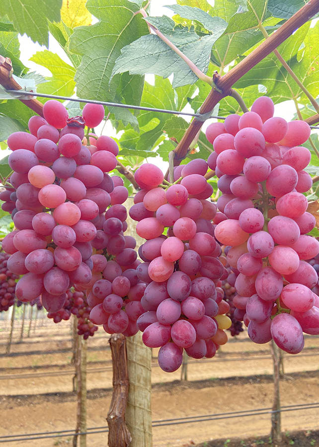 Tarifas atingem em cheio embarques brasileiros de uva para os EUA, alerta Abrafrutas