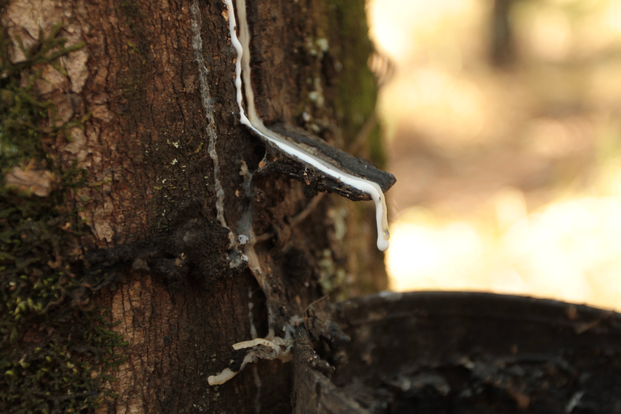 Setor da borracha natural enfrenta pressão crescente de importados