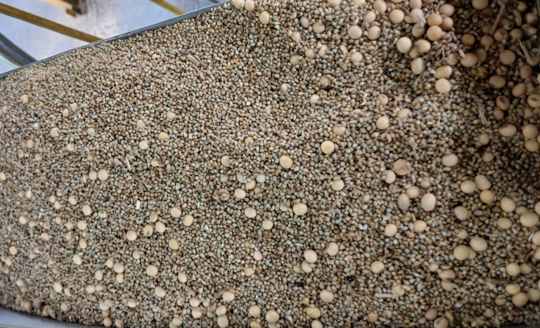 Fraude em carga de soja destinada à exportação é identificada no Porto de Paranaguá