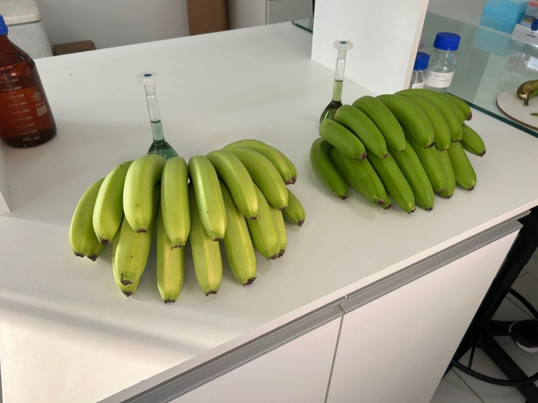 Ministério da Agricultura registra nova variedade espontânea de banana em Santa Catarina