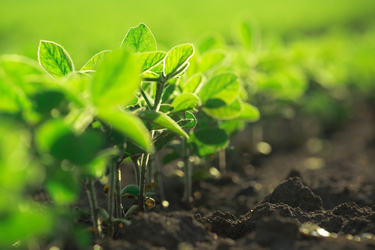 BNDES destina R$ 40 milhões para cooperativas e associações de agricultores familiares que produzem bioinsumos