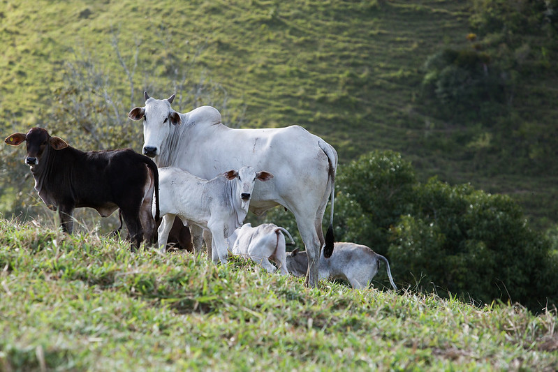 Pecuarista mato-grossense deve ficar atento ao prazo da 1ª etapa de vacinação contra brucelose, diz Famato