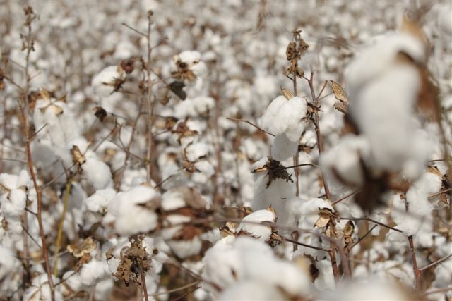 Colheita da safra 2025 de algodão do Brasil é concluída