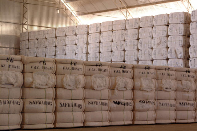 Vendas de algodão em pluma dos EUA 2025/26 somaram 26 mil toneladas na semana encerrada em 16 de abril