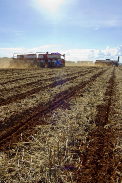 Colheita de algodão 2025/26 no Brasil chega a 2,8% da área esperada