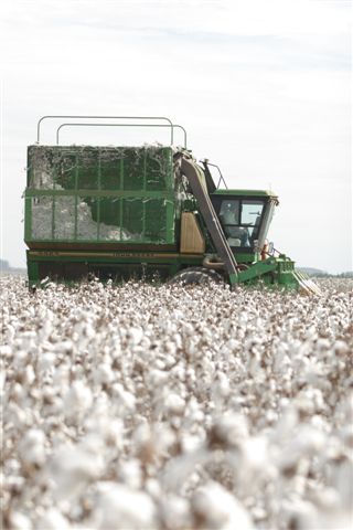 Colheita da safra 2025 de algodão do Brasil está virtualmente encerrada