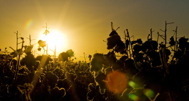 Brasil embarcou 56 mil toneladas de algodão na semana encerrada em 16 de janeiro