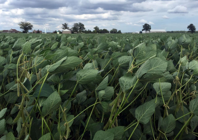 China vai remover tarifas sobre produtos agrícolas dos EUA após encontro entre Trump e Xi