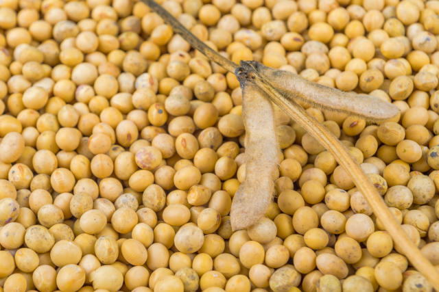 Primeira Chamada Grãos 23/12/2024