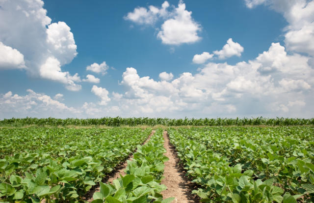 Brasil deverá processar 60,5 milhões de toneladas de soja em 2026, projeta Abiove