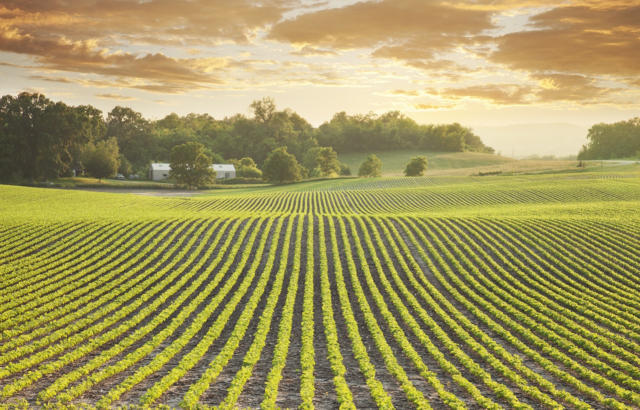 USDA informa duas vendas individuais de soja 