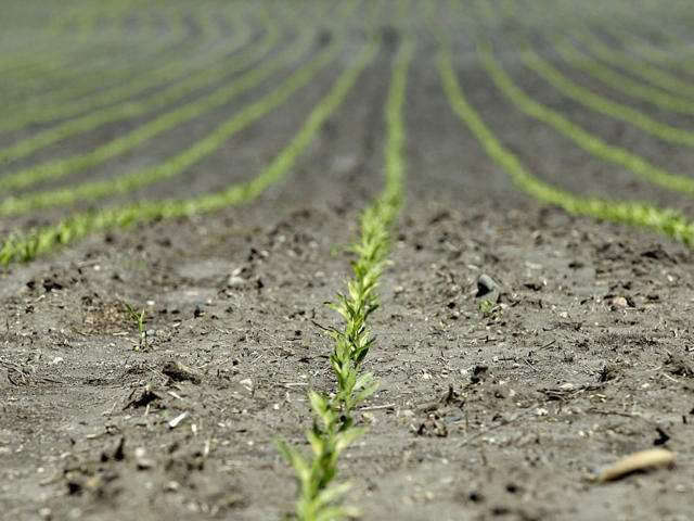 USDA informa nova venda individual de soja para a China 