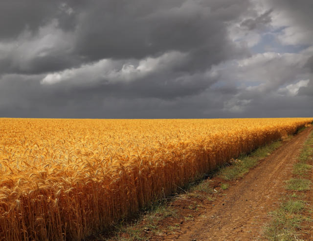 Trigo opera em alta nos EUA na manhã desta 3ª feira