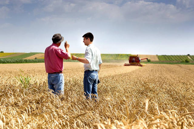 Colheita do trigo atinge 95,1% da área estimada para o Brasil, mostra DATAGRO Grãos
