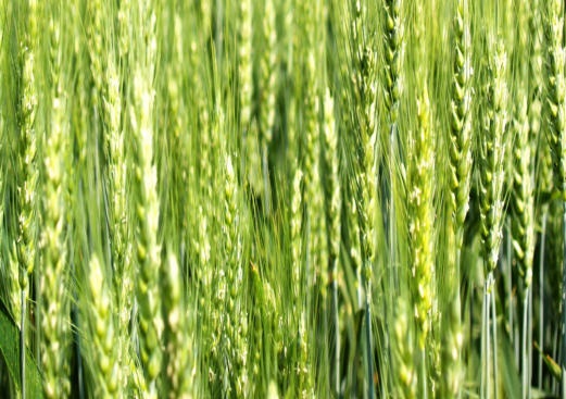 Trigo recua nos EUA na manhã desta 5ª feira