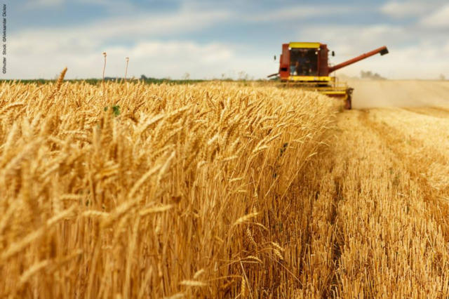 Exportações de trigo da Argentina somaram 486 mil toneladas em junho de 2026