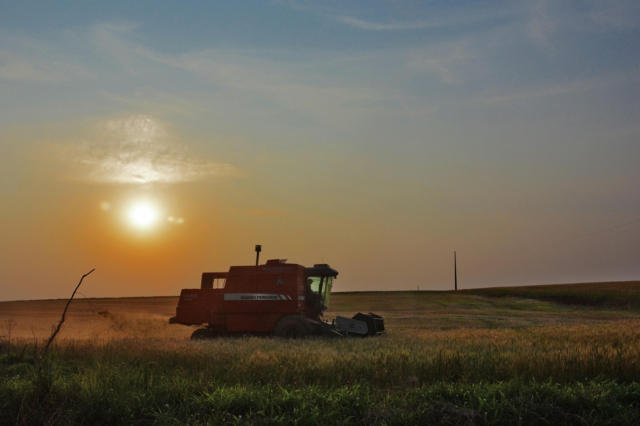Colheita do trigo atinge 50,9% da área estimada para o Brasil, mostra DATAGRO Grãos