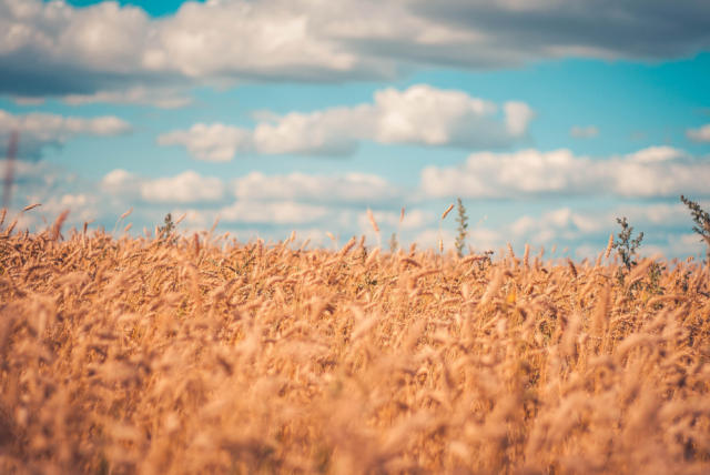 USDA eleva projeção da safra 2025/26 global de trigo para 842,17 milhões de toneladas