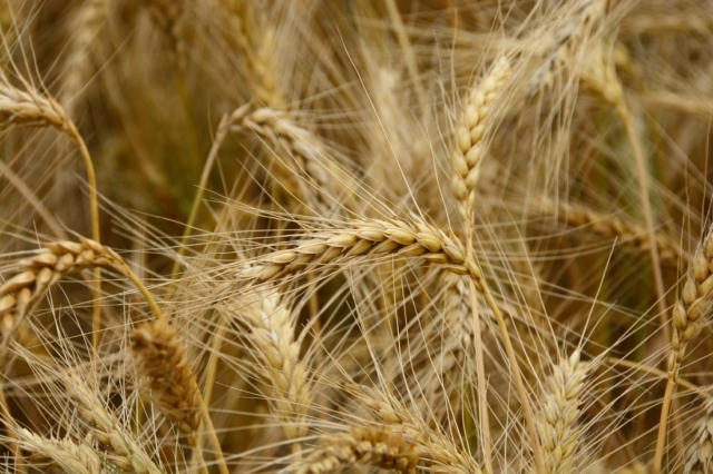 EUA embarcaram 739 mil toneladas de trigo na última semana