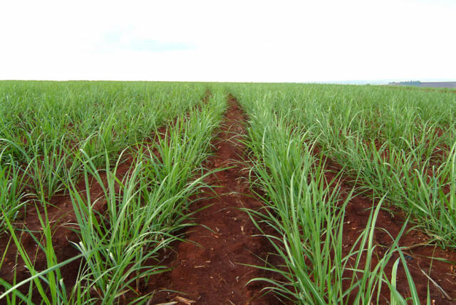 Safra 25/26 do CS do Brasil: Mix para produção de açúcar recua na 2ª quinzena de outubro, em linha com estimativa da DATAGRO