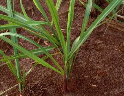 Perspectiva de menor produtividade agrícola da beterraba na União Europeia para a safra 26/27